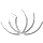 waterlily